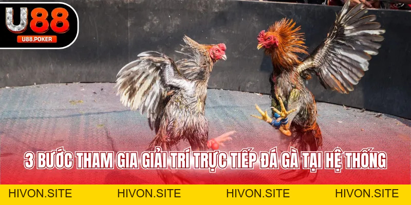Trực Tiếp Đá Gà U88 Xem Livestream Cực Nét Mỗi Ngày