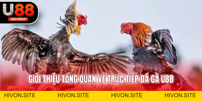 Trực Tiếp Đá Gà U88 Xem Livestream Cực Nét Mỗi Ngày