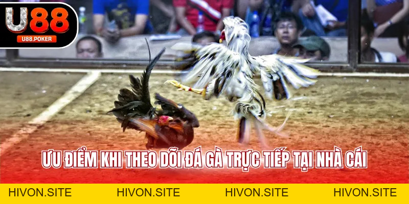 Trực Tiếp Đá Gà U88 Xem Livestream Cực Nét Mỗi Ngày